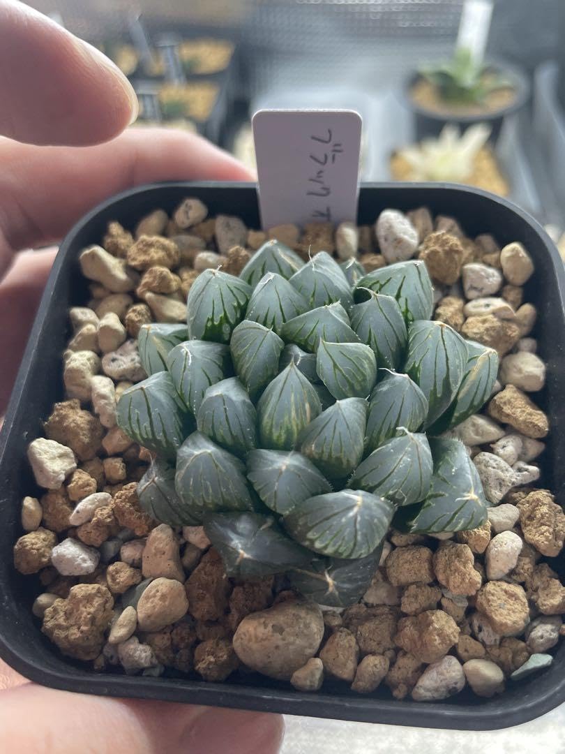 Amazon.co.jp: ハオルチア ブラックオブツーサ錦 抜き苗発送